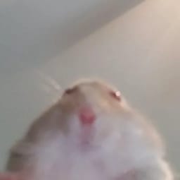 Figurinha 49 de 119 do pacote Figurinhas de Hamsters 🐹