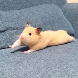 Figurinha 50 de 119 do pacote Figurinhas de Hamsters 🐹