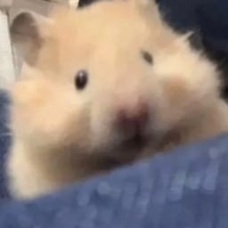 Figurinha 51 de 119 do pacote Figurinhas de Hamsters 🐹