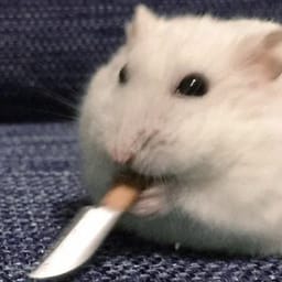 Figurinha 52 de 119 do pacote Figurinhas de Hamsters 🐹