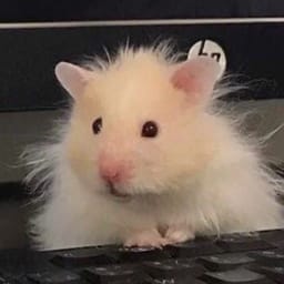 Figurinha 53 de 119 do pacote Figurinhas de Hamsters 🐹