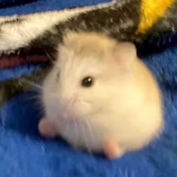Figurinha 54 de 119 do pacote Figurinhas de Hamsters 🐹