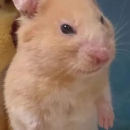 Figurinha 55 de 119 do pacote Figurinhas de Hamsters 🐹