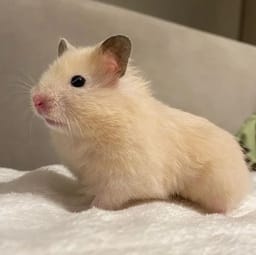 Figurinha 59 de 119 do pacote Figurinhas de Hamsters 🐹