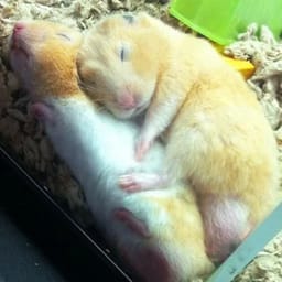 Figurinha 61 de 119 do pacote Figurinhas de Hamsters 🐹