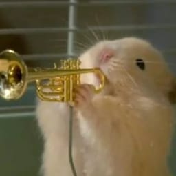 Figurinha 62 de 119 do pacote Figurinhas de Hamsters 🐹