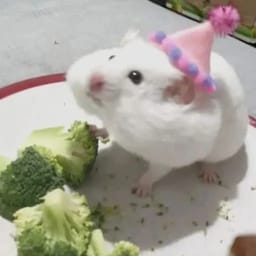 Figurinha 63 de 119 do pacote Figurinhas de Hamsters 🐹