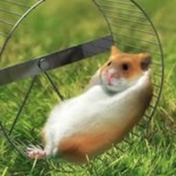 Figurinha 64 de 119 do pacote Figurinhas de Hamsters 🐹