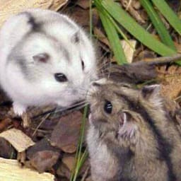 Figurinha 65 de 119 do pacote Figurinhas de Hamsters 🐹