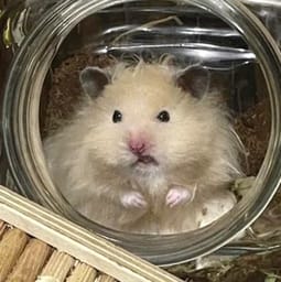 Figurinha 66 de 119 do pacote Figurinhas de Hamsters 🐹