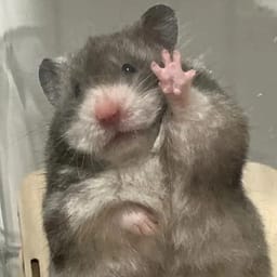 Figurinha 67 de 119 do pacote Figurinhas de Hamsters 🐹
