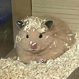 Figurinha 68 de 119 do pacote Figurinhas de Hamsters 🐹