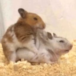 Figurinha 6 de 119 do pacote Figurinhas de Hamsters 🐹