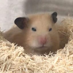 Figurinha 69 de 119 do pacote Figurinhas de Hamsters 🐹