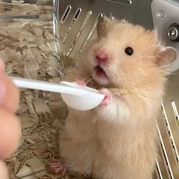 Figurinha 71 de 119 do pacote Figurinhas de Hamsters 🐹