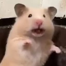 Figurinha 72 de 119 do pacote Figurinhas de Hamsters 🐹