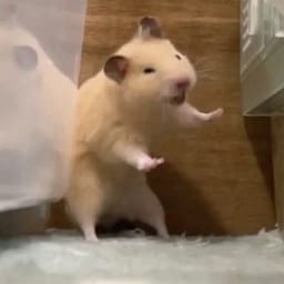 Figurinha 73 de 119 do pacote Figurinhas de Hamsters 🐹