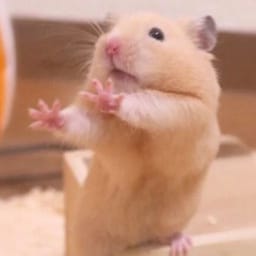 Figurinha 74 de 119 do pacote Figurinhas de Hamsters 🐹