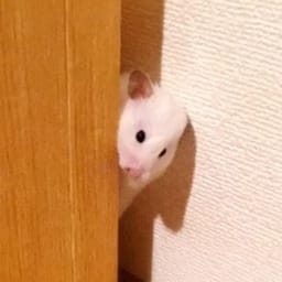 Figurinha 76 de 119 do pacote Figurinhas de Hamsters 🐹
