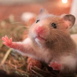 Figurinha 78 de 119 do pacote Figurinhas de Hamsters 🐹