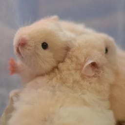Figurinha 7 de 119 do pacote Figurinhas de Hamsters 🐹