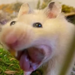 Figurinha 79 de 119 do pacote Figurinhas de Hamsters 🐹