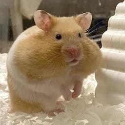 Figurinha 80 de 119 do pacote Figurinhas de Hamsters 🐹