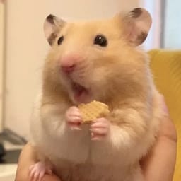 Figurinha 81 de 119 do pacote Figurinhas de Hamsters 🐹