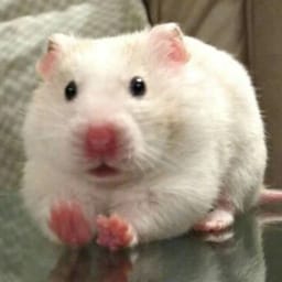 Figurinha 82 de 119 do pacote Figurinhas de Hamsters 🐹