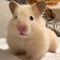 Figurinha 83 de 119 do pacote Figurinhas de Hamsters 🐹