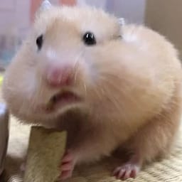 Figurinha 84 de 119 do pacote Figurinhas de Hamsters 🐹