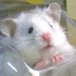 Figurinha 85 de 119 do pacote Figurinhas de Hamsters 🐹