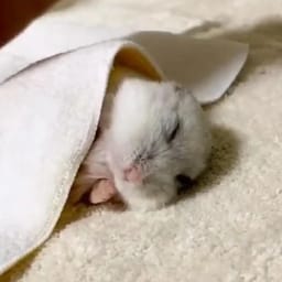 Figurinha 86 de 119 do pacote Figurinhas de Hamsters 🐹