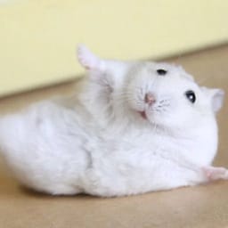 Figurinha 87 de 119 do pacote Figurinhas de Hamsters 🐹