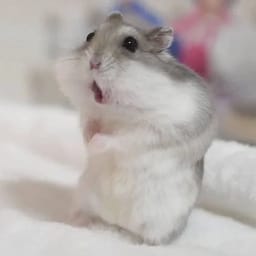 Figurinha 88 de 119 do pacote Figurinhas de Hamsters 🐹