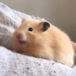 Figurinha 89 de 119 do pacote Figurinhas de Hamsters 🐹