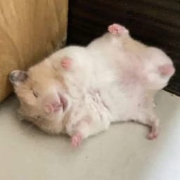 Figurinha 90 de 119 do pacote Figurinhas de Hamsters 🐹
