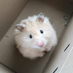Figurinha 91 de 119 do pacote Figurinhas de Hamsters 🐹