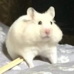 Figurinha 92 de 119 do pacote Figurinhas de Hamsters 🐹