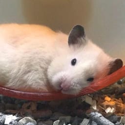 Figurinha 93 de 119 do pacote Figurinhas de Hamsters 🐹