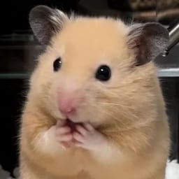 Figurinha 94 de 119 do pacote Figurinhas de Hamsters 🐹