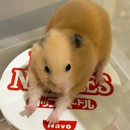 Figurinha 96 de 119 do pacote Figurinhas de Hamsters 🐹