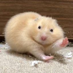 Figurinha 98 de 119 do pacote Figurinhas de Hamsters 🐹