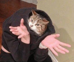 Sticker 109 de 119 del pack Stickers de Reacciones de Gatos ๐พ