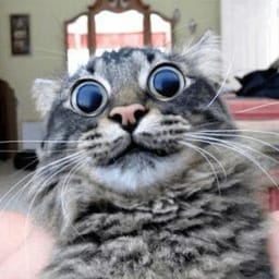 Sticker 61 de 119 del pack Stickers de Reacciones de Gatos ๐พ