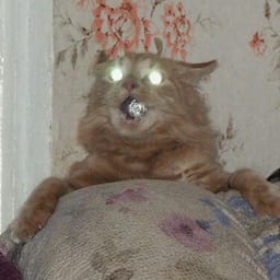 Sticker 21 de 119 del pack Stickers de Reacciones de Gatos ๐พ