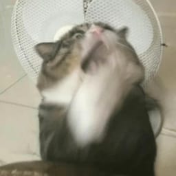 Sticker 23 de 119 del pack Stickers de Reacciones de Gatos ๐พ