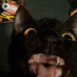 Sticker 100 de 119 del pack Stickers de Reacciones de Gatos ๐พ