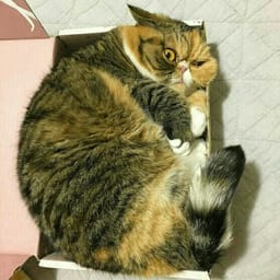 Sticker 64 de 119 del pack Stickers de Reacciones de Gatos ๐พ