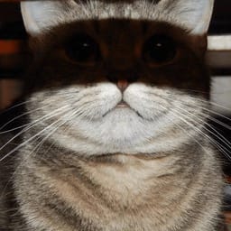 Sticker 110 de 119 del pack Stickers de Reacciones de Gatos ๐พ
